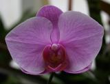 Biltmore flower.jpg
