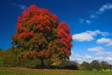 Blue Skies and Red Trees.jpg