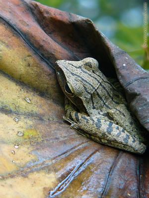 fourlined frog