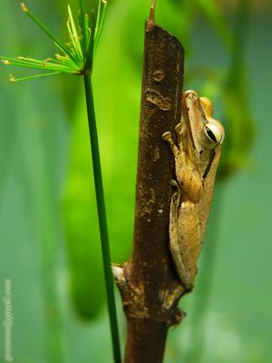 afternoon siesta