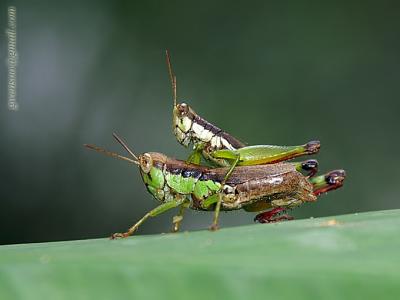 Insects Love Affairs