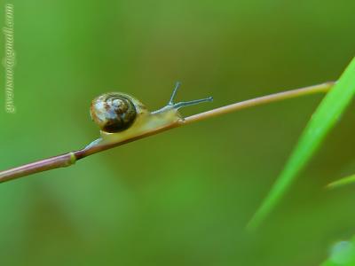 v3/86/356386/3/49689655.Smalltinysnail.jpg