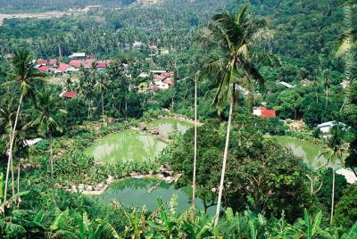 Pasir Panjang hiking trail 2