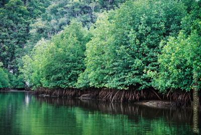 Langkawi-mangrove