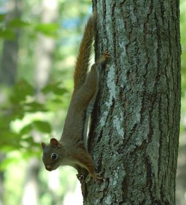 Red Squirrel 2005.jpg