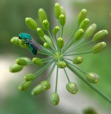 Alien Bug 2