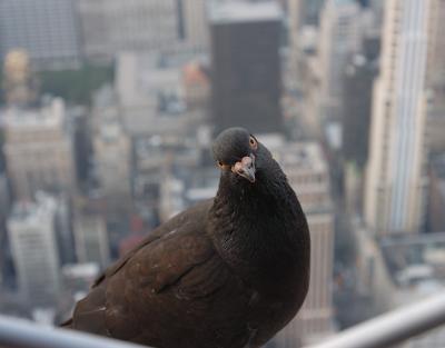 Empire State Building pigeon.jpg