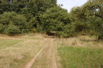 neat looking trail leading into the woods in weilerbach germany.jpg