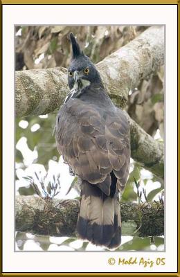 birds_of_bukit_fraser