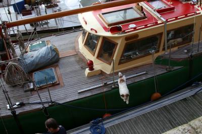 dogboat.jpg