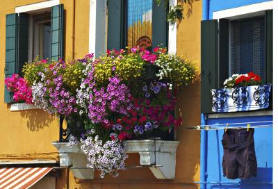 Window box