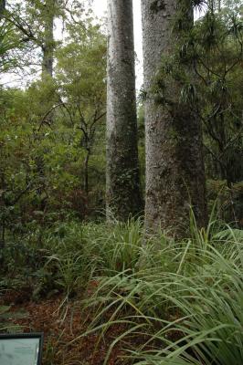 Kauri DSC075.jpg