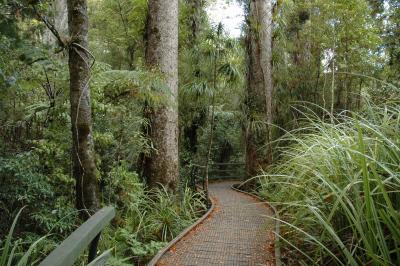 Kauri DSC077.jpg