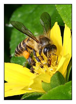 Worker bee