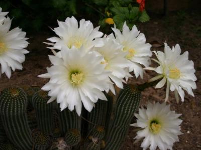 Cactus Flower.