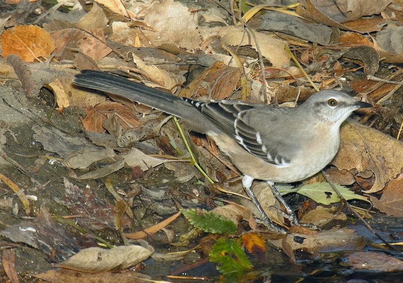 Northern Mockingbird