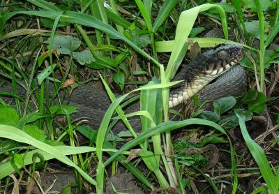 Water snake - - - -(with black ant)