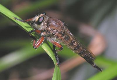 Giant Robber Fly  (hinei)