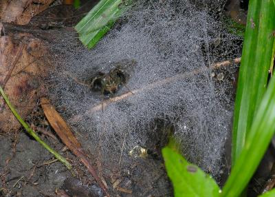 Ground Spider in funnel web