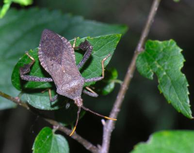 Leaf-footed bug (Acanthocephala declivis)