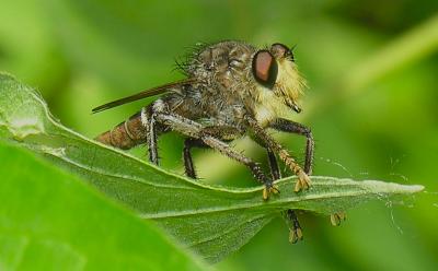 Giant Robber Fly (bastardii)