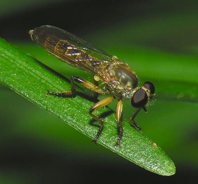 Robber Fly