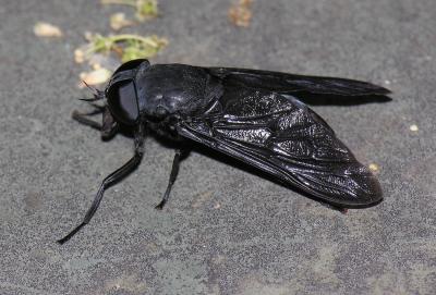 Black Horse Fly female