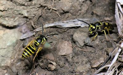 Eastern Yellowjacket Wasps