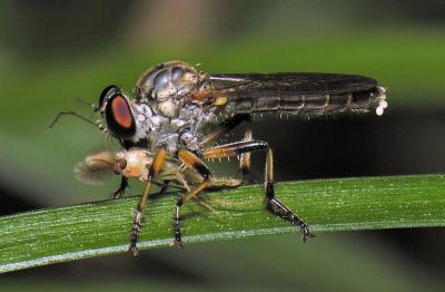 Robber Fly with prey 2