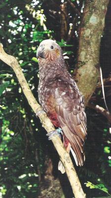 Kaka parrot on Kapiti Island (Map)