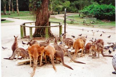 Brisbane Zoo