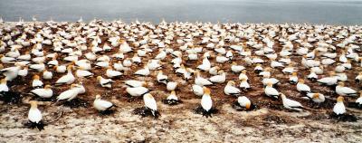 Gannet Colony (Map)