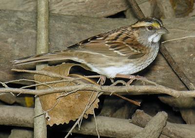 White-throated Sparrow