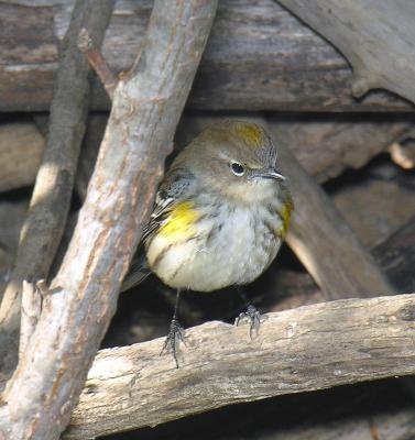 Yellow-rumped Warbler (Myrtle)