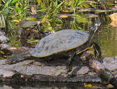 Cooter turtle