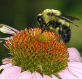 Bumblebee on Purple Coneflower