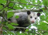 Opossum