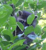Young Racoon