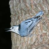 White-breasted Nuthatch