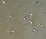 Water Striders