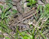 Southern Leopard Frog