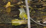 Nashville Warbler - Bath