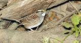 White-throated Sparrow 2