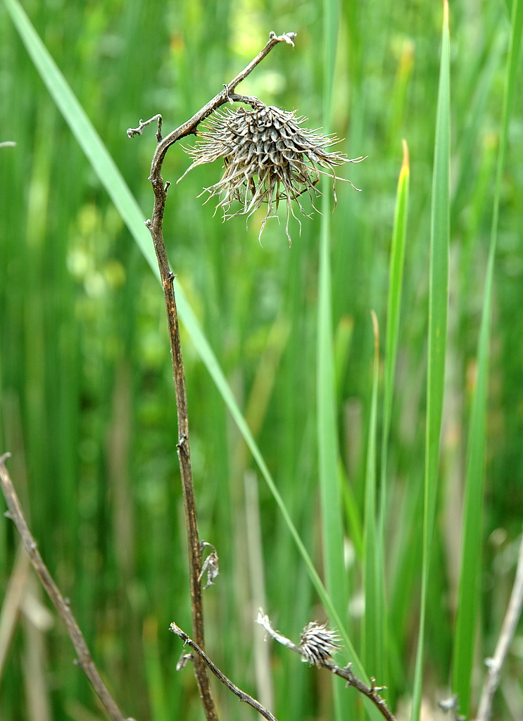 DSC_1441.jpg