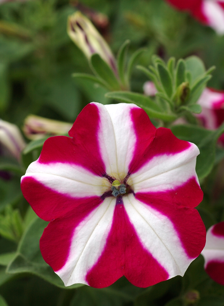 DSC_1530.jpg