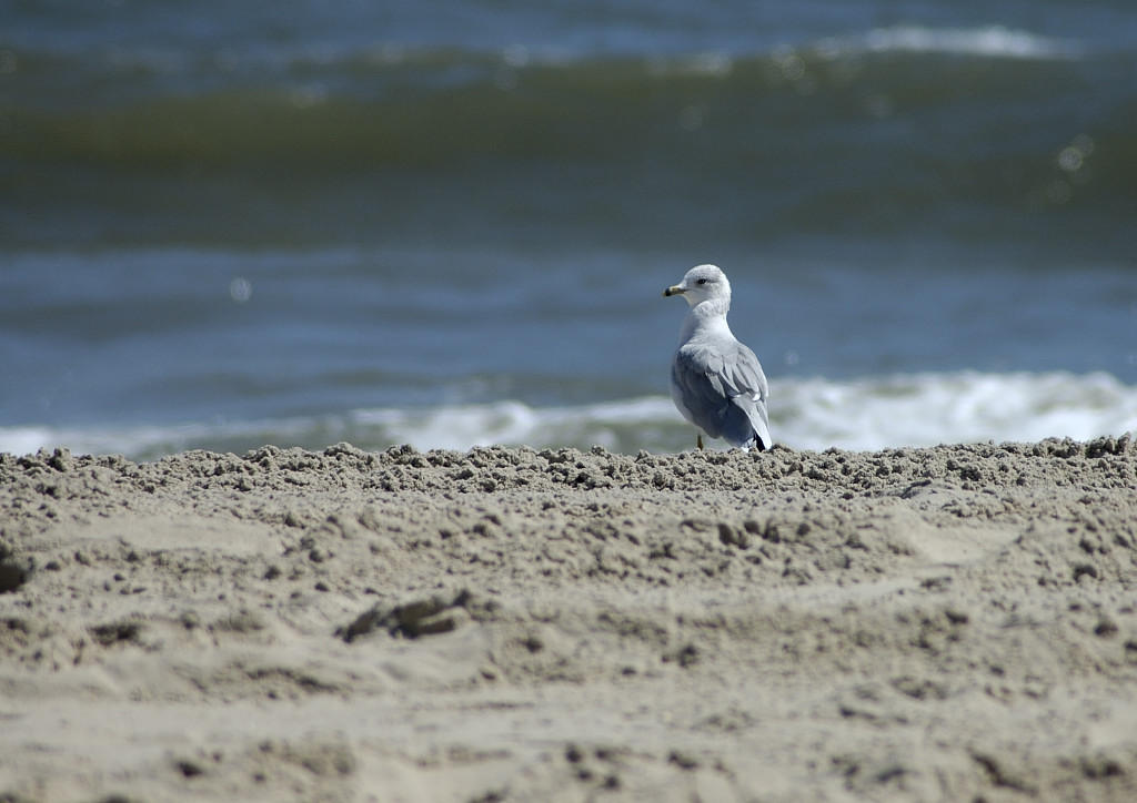 DSC_4145.jpg