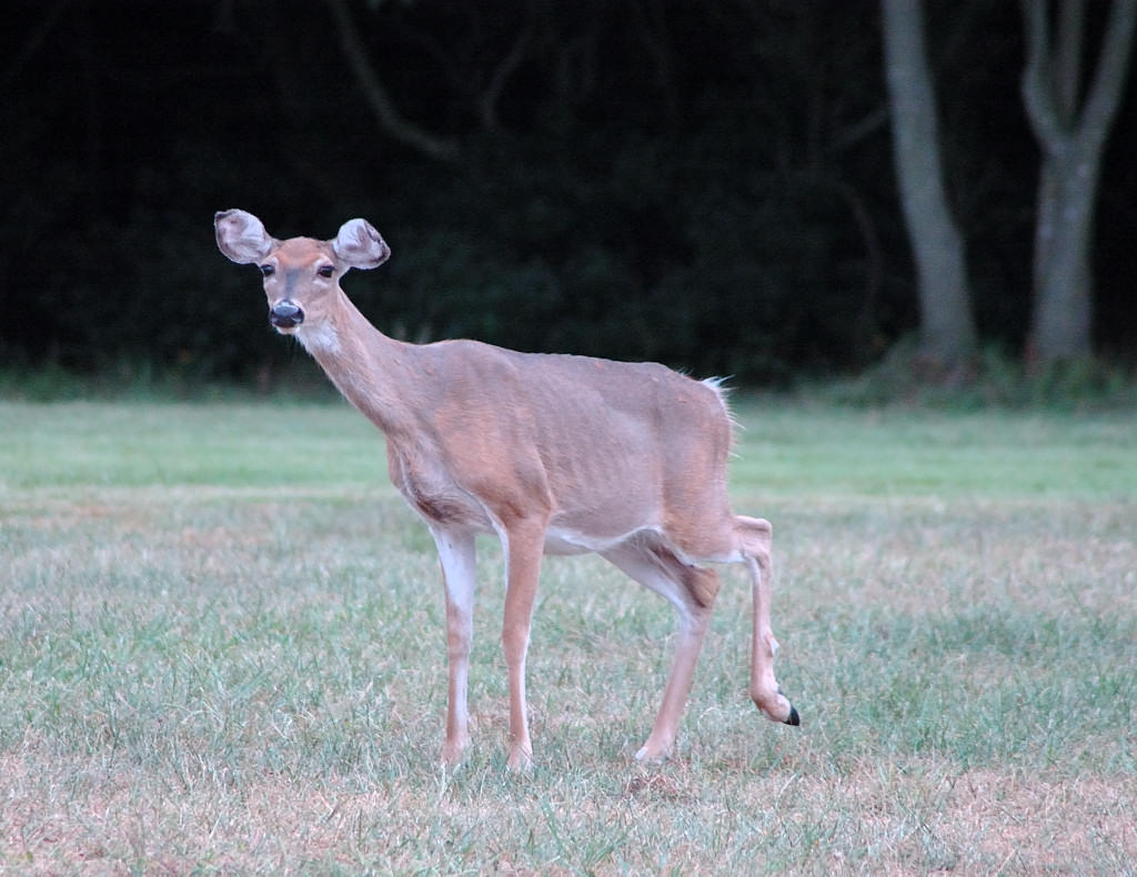 DSC_4416.jpg