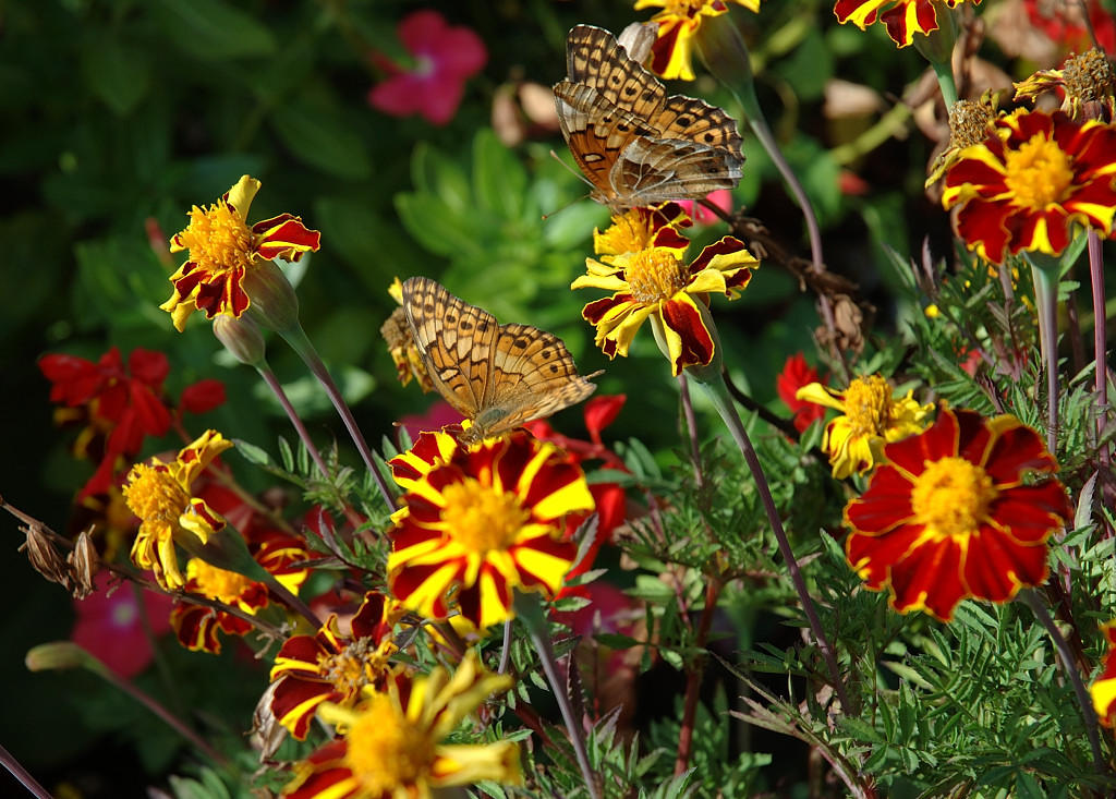DSC_4483.jpg