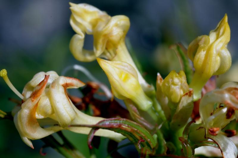 FlowersBlueBack2.jpg