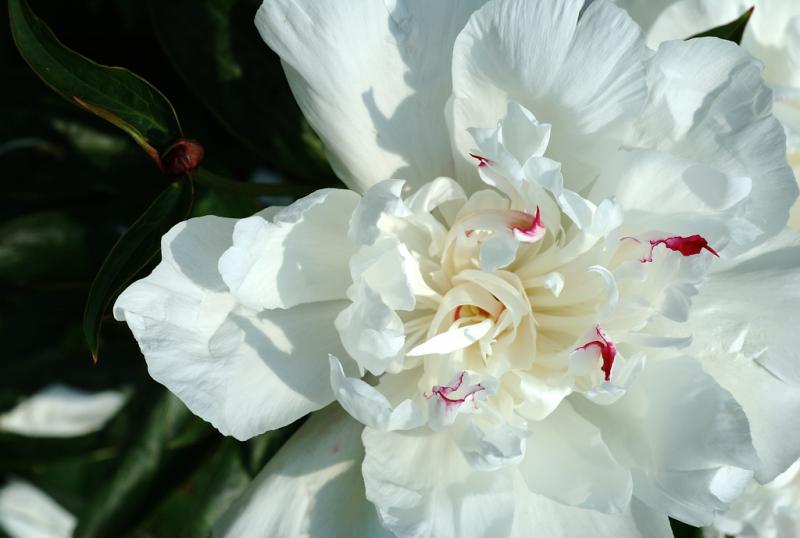 DSC_1272.jpg